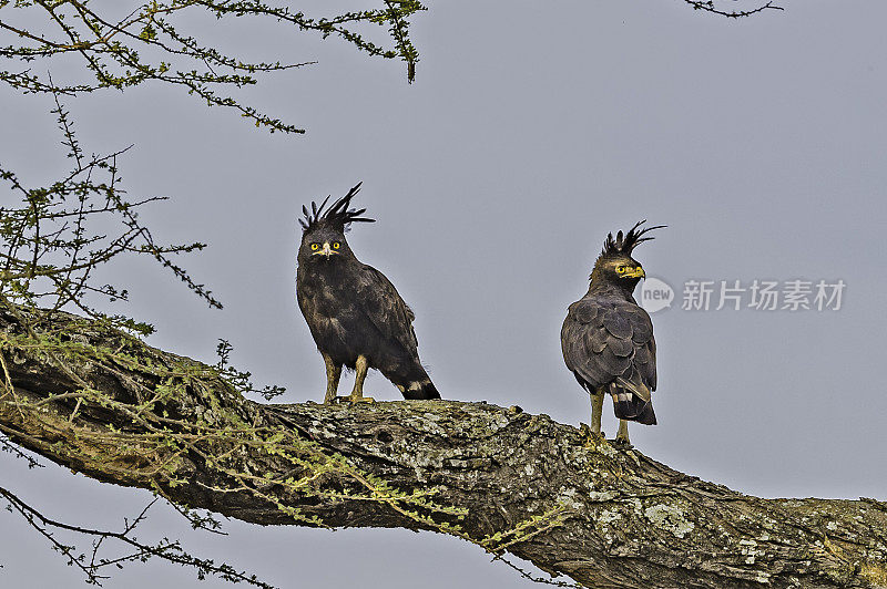 长冠鹰(Lophaetus occipitalis)是一种非洲猛禽。坦桑尼亚恩杜图湖保护区